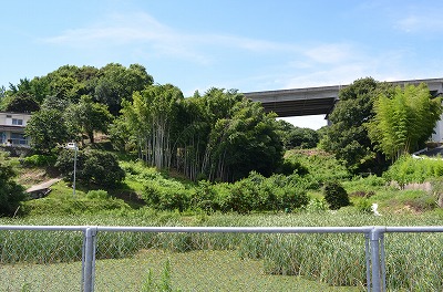 富田隕石落下地点付近の竹藪