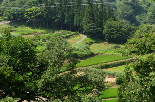 秋山郷の段々畑